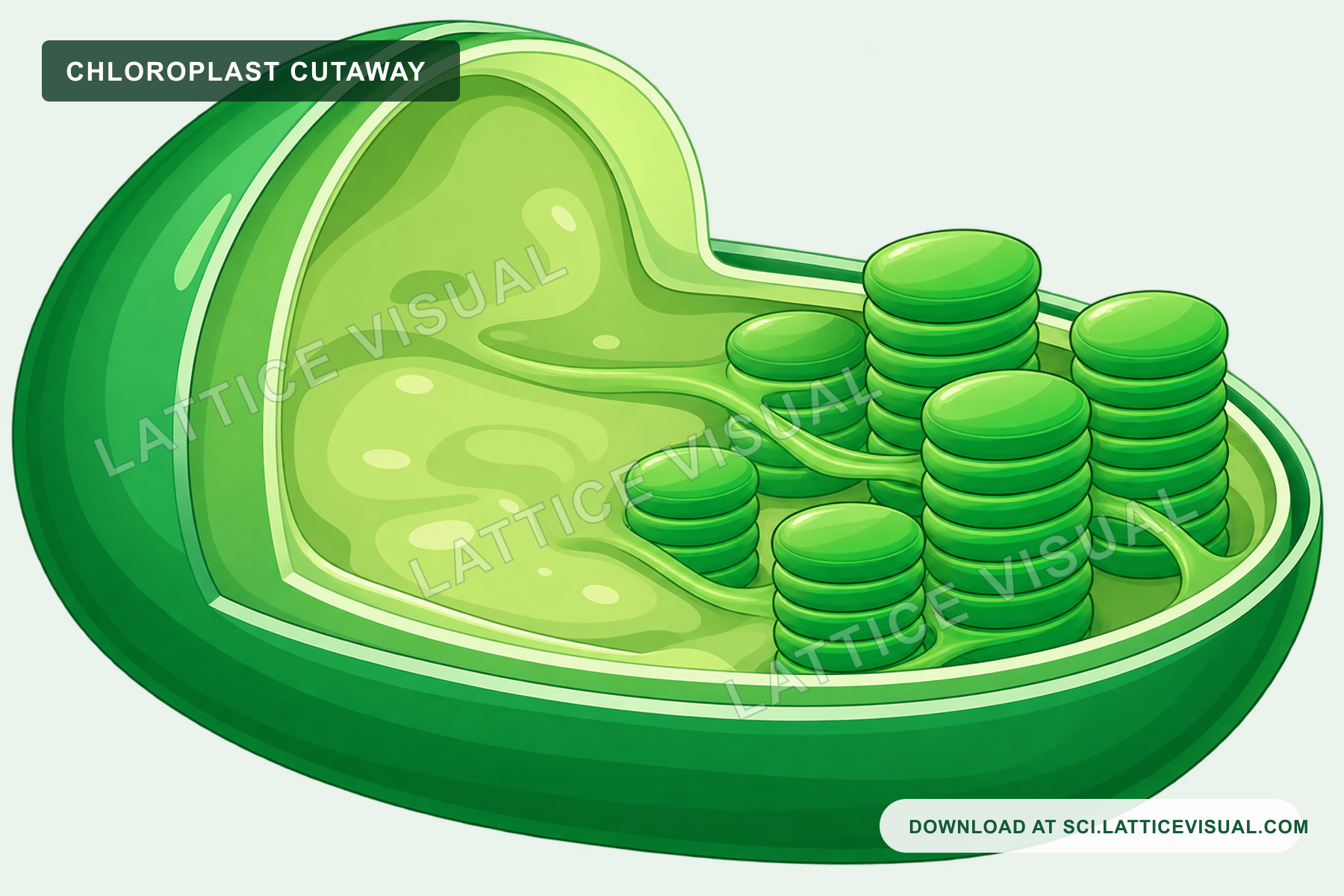 Chloroplast Cutaway Illustration — Free PNG | Lattice Visual