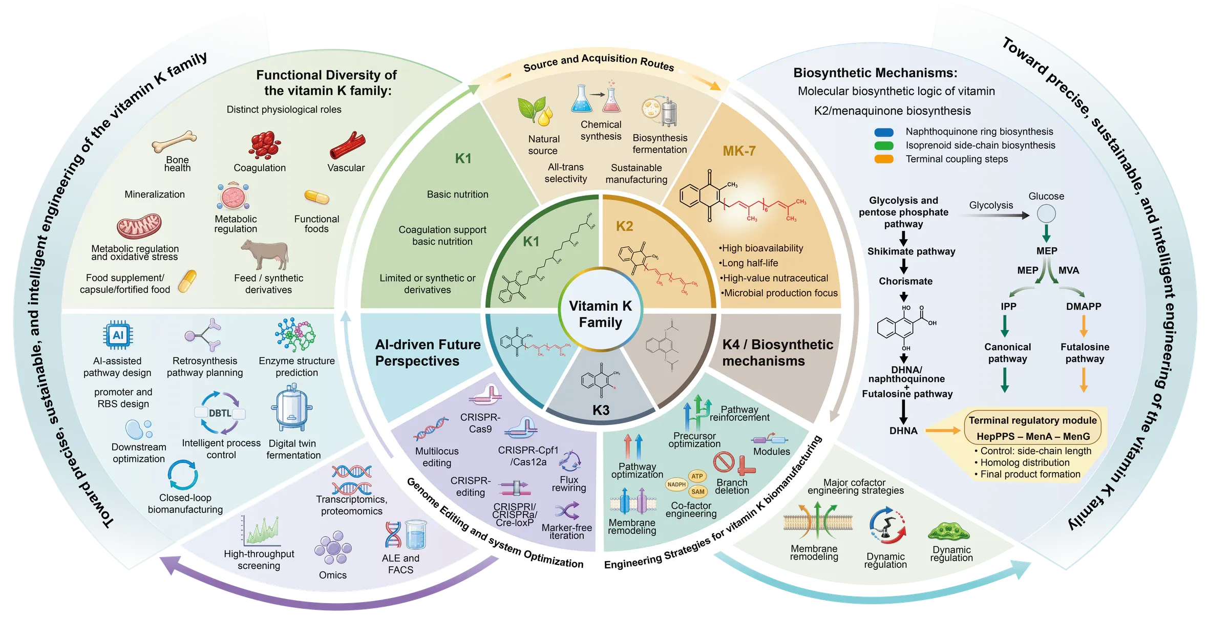 Graphical abstract mapping the functional diversity, sources and biosynthetic engineering of the vitamin K family