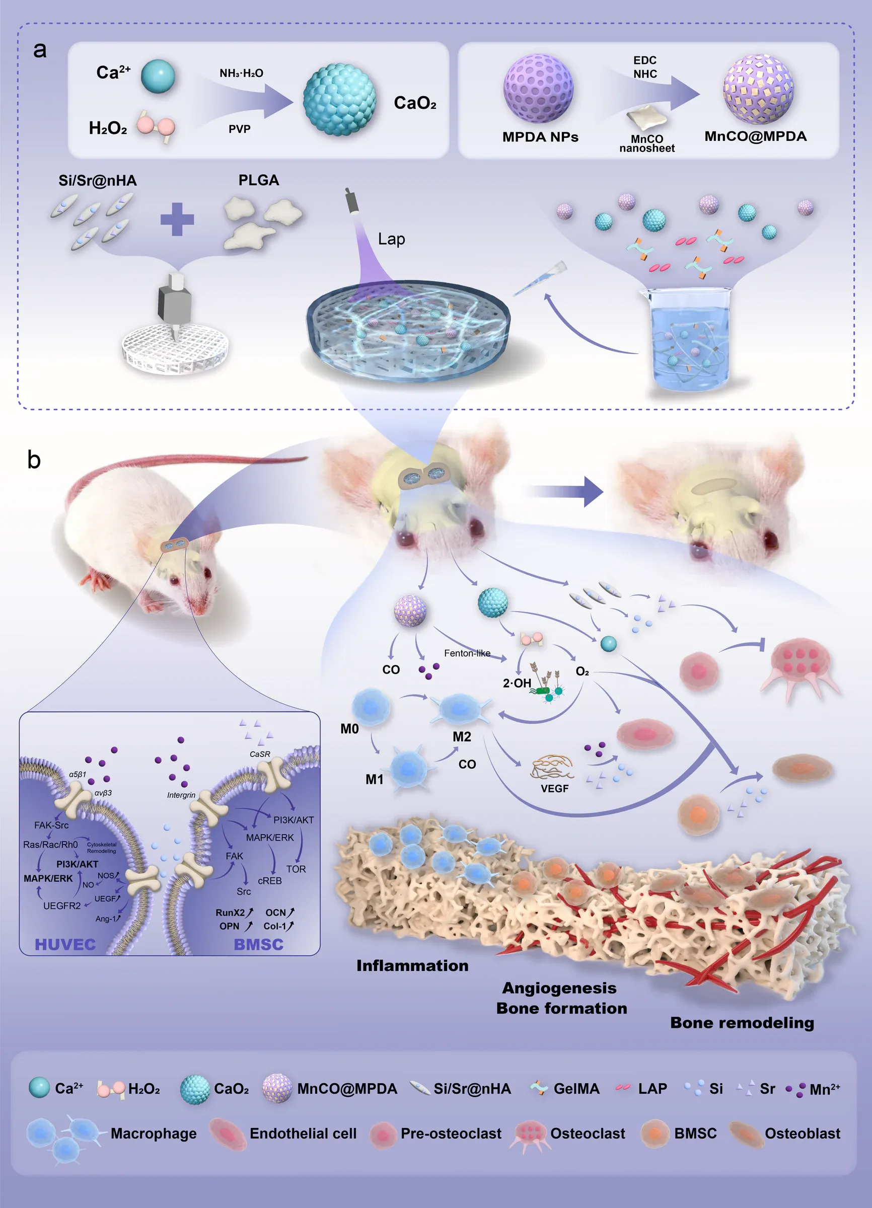Graphical abstract showing a controlled drug-delivery platform, inflammatory response and bone regeneration