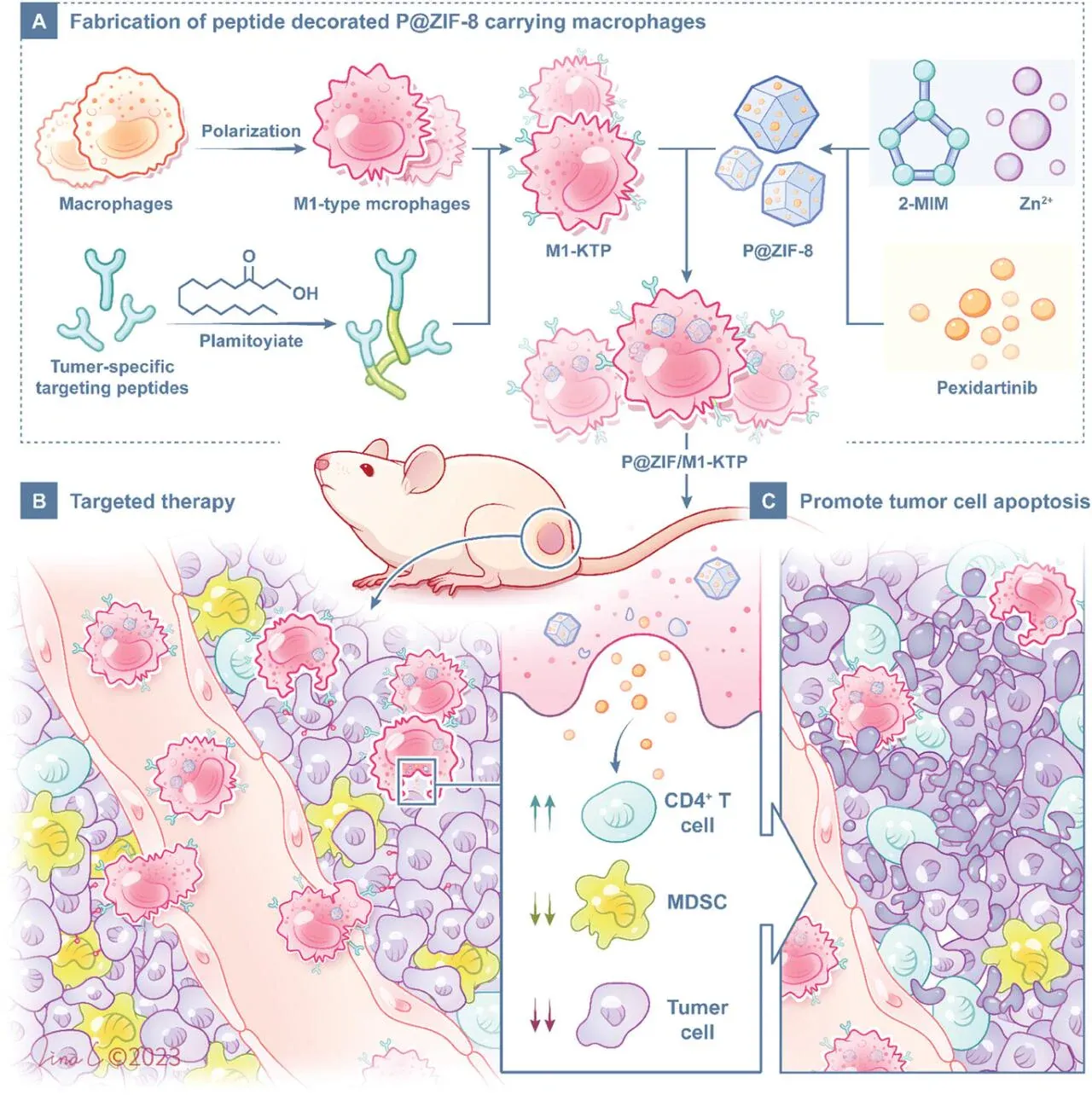 Graphical abstract showing targeted peptide delivery and cellular response in a tumour microenvironment