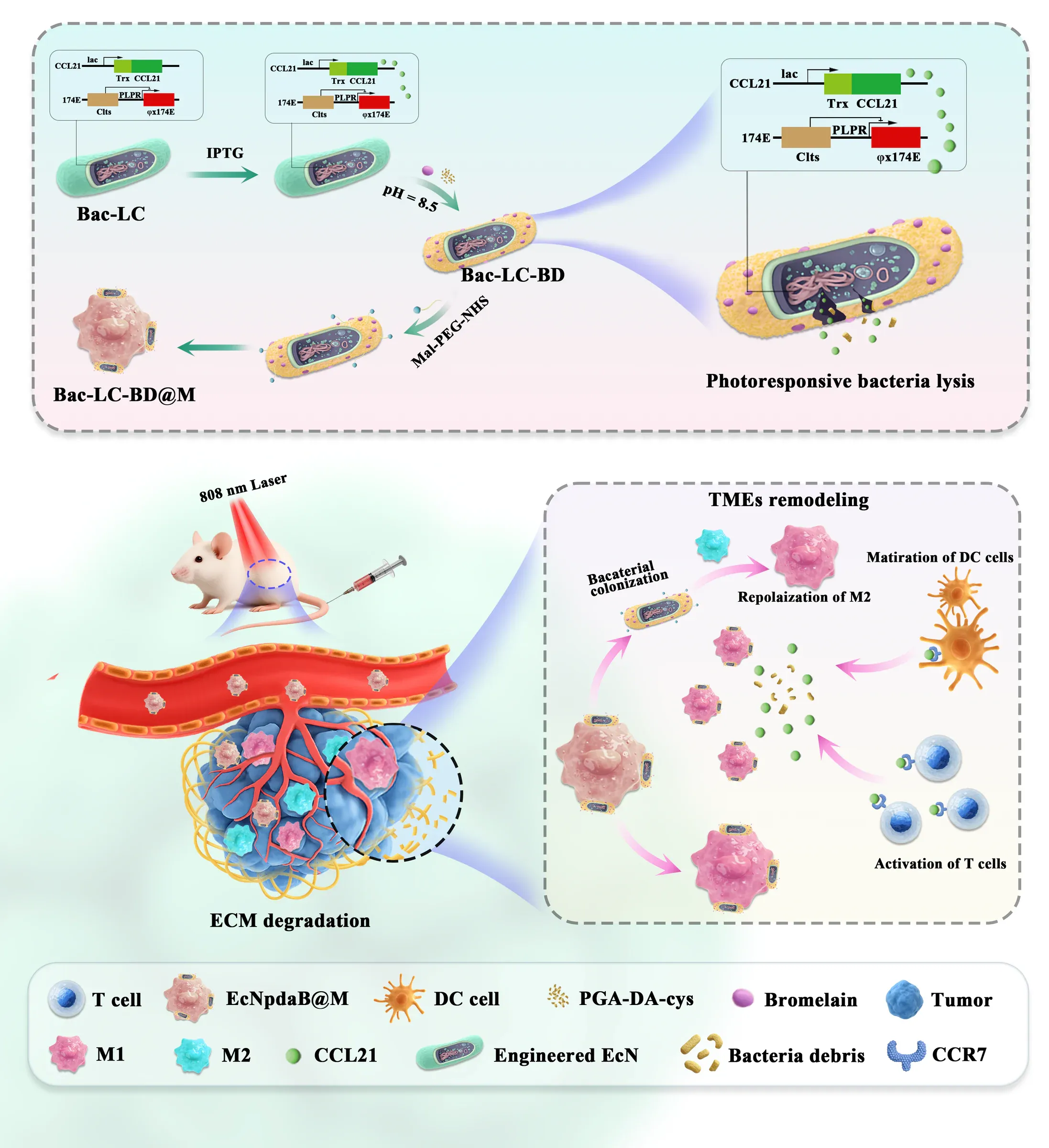 Mechanism diagram showing photothermal bacterial treatment and downstream biological responses