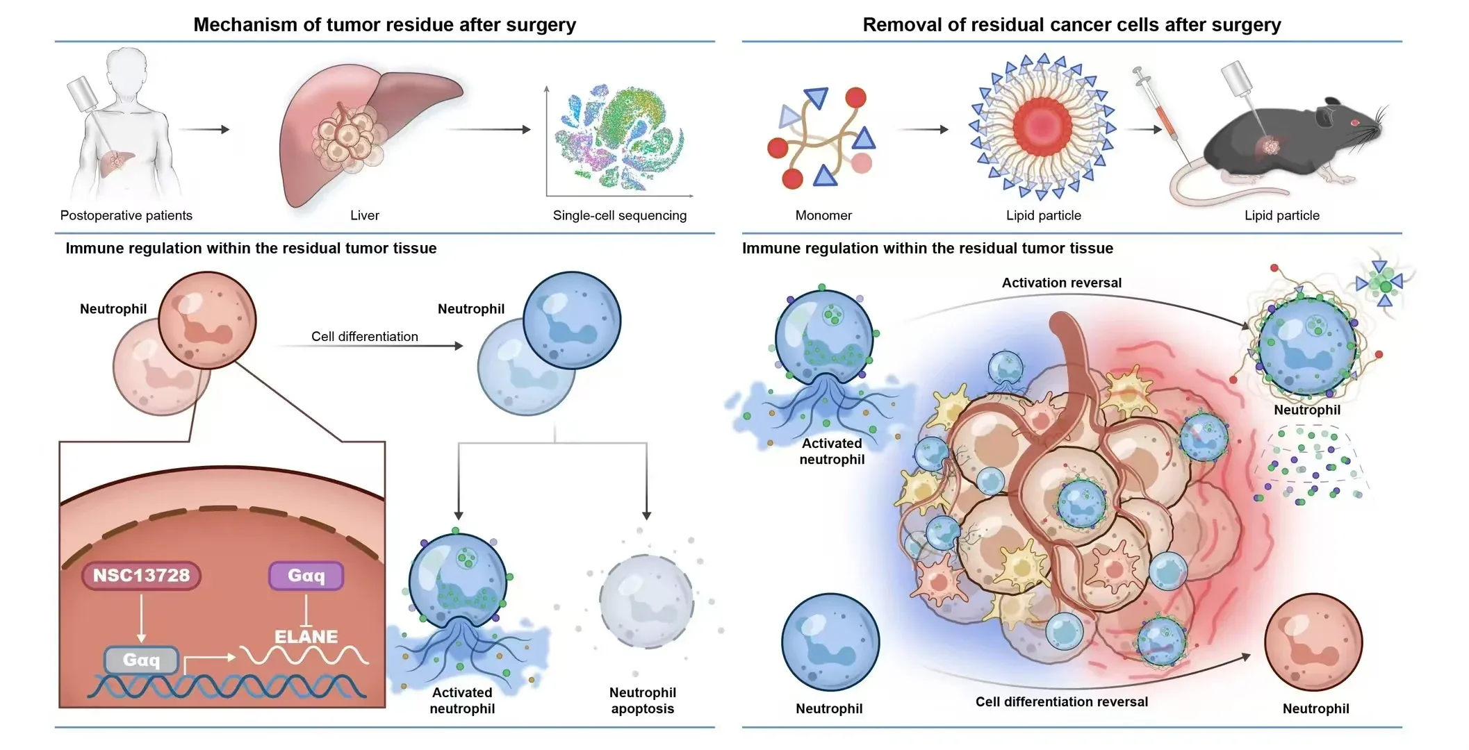 Graphical abstract illustrating treatment of residual tumour cells after surgery and subsequent immune response