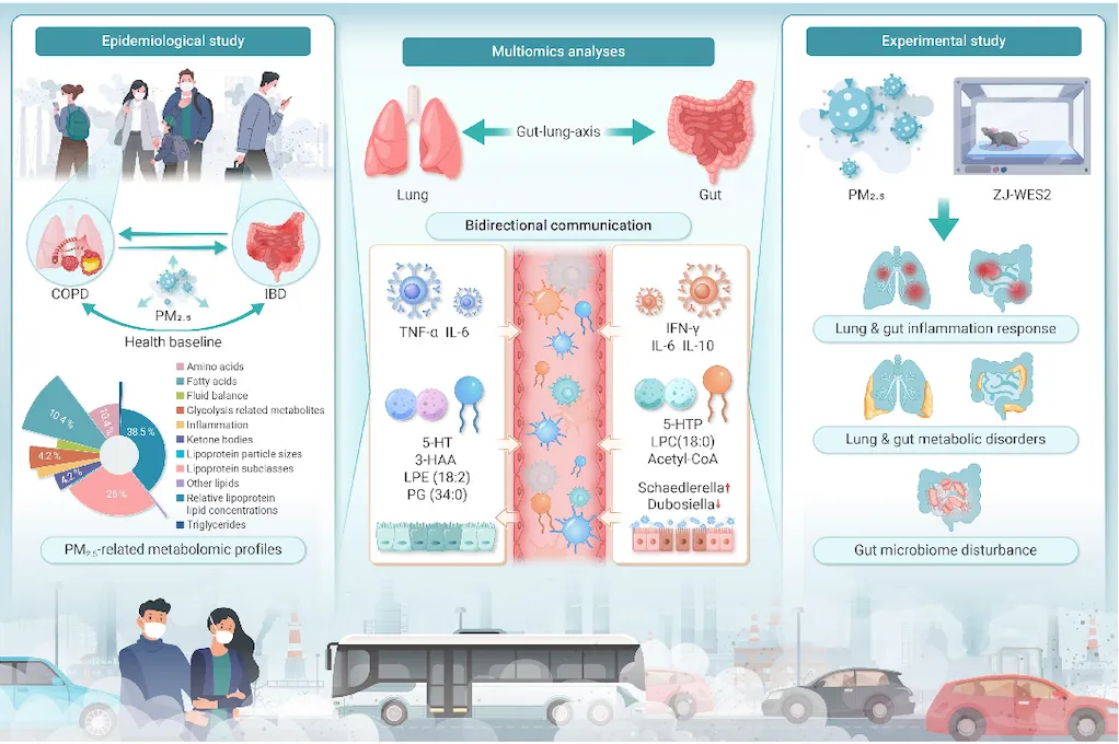 Graphical abstract connecting an epidemiological study, multiomics analysis and experimental validation of the lung-gut axis