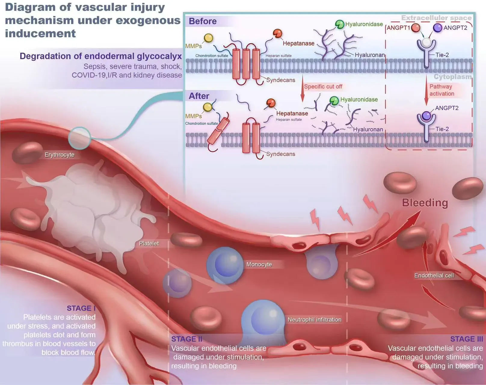 Mechanism diagram comparing vascular injury and healing responses under different interventions