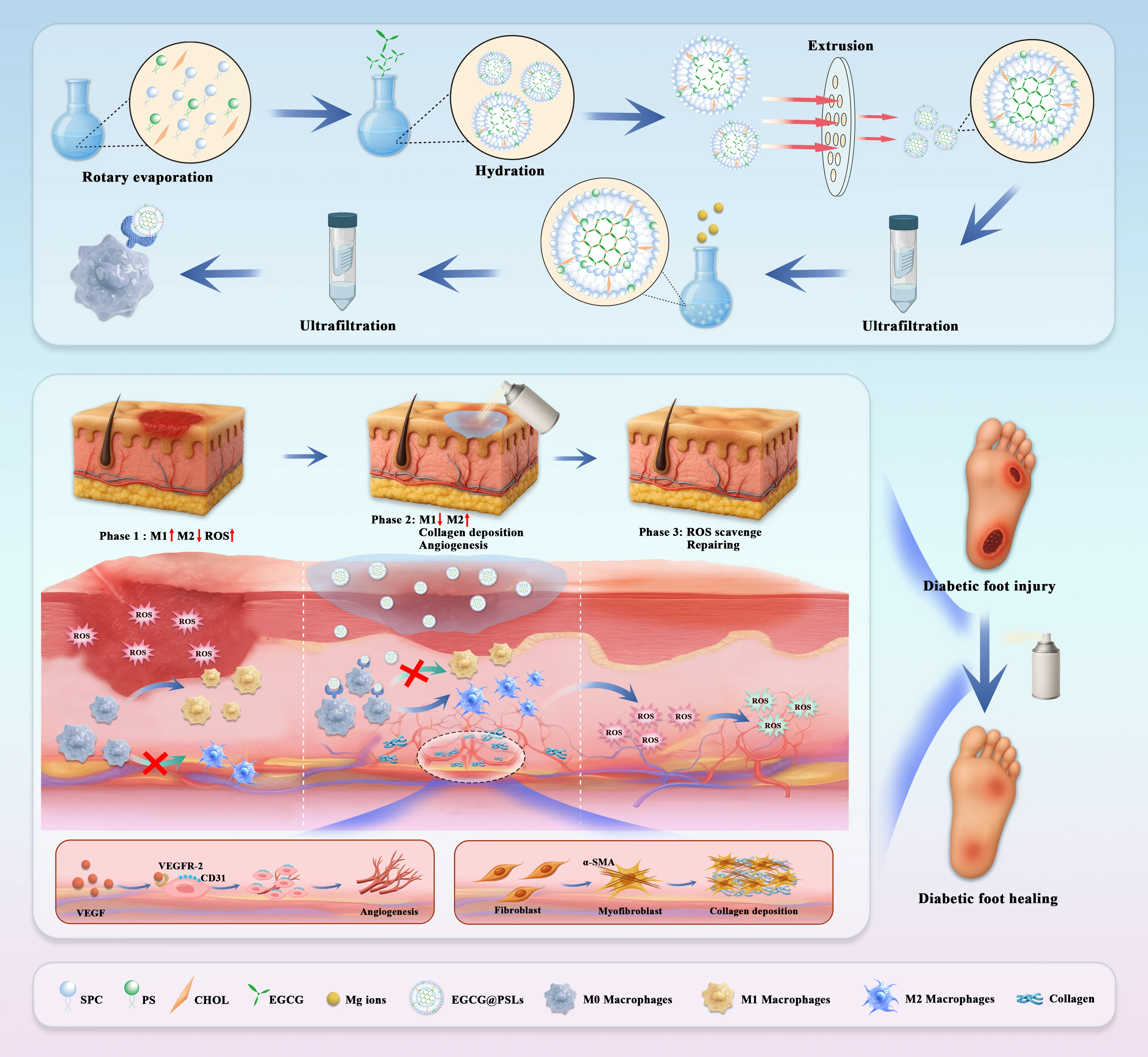Biomedical illustration showing liposome preparation and staged diabetic wound healing mechanisms