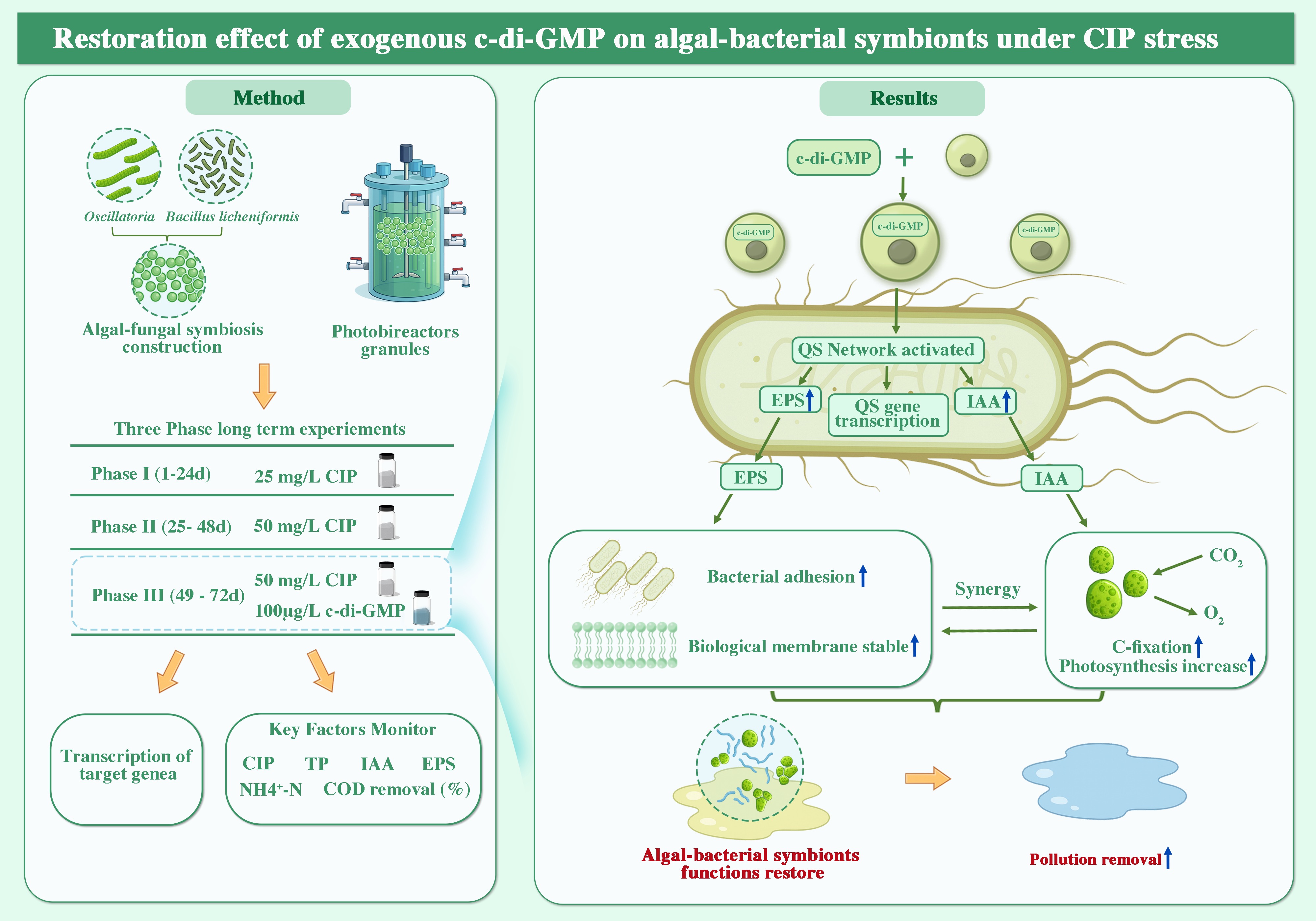 Algae and bacteria interaction illustration