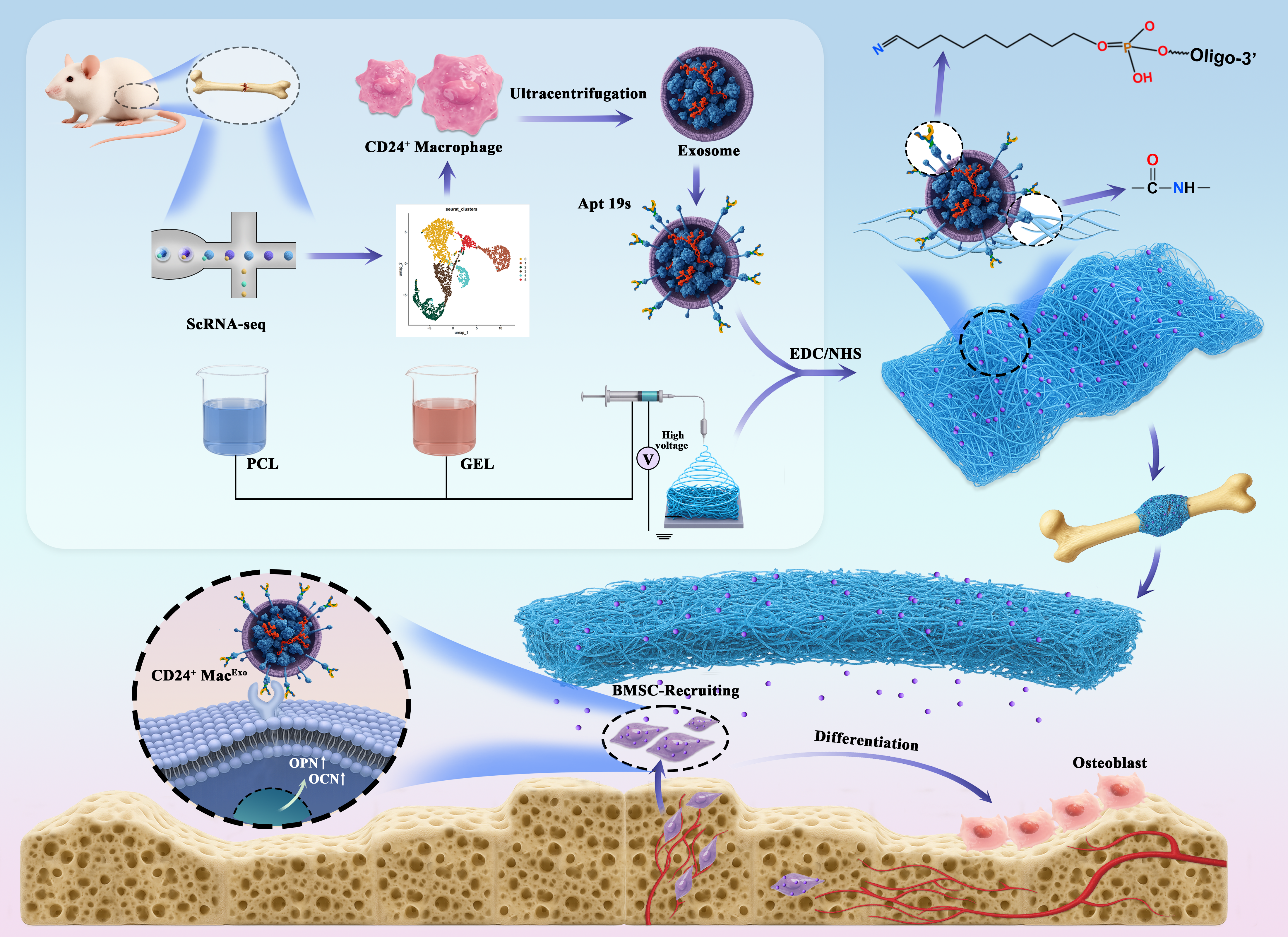 Membrane Fibre Cover Study