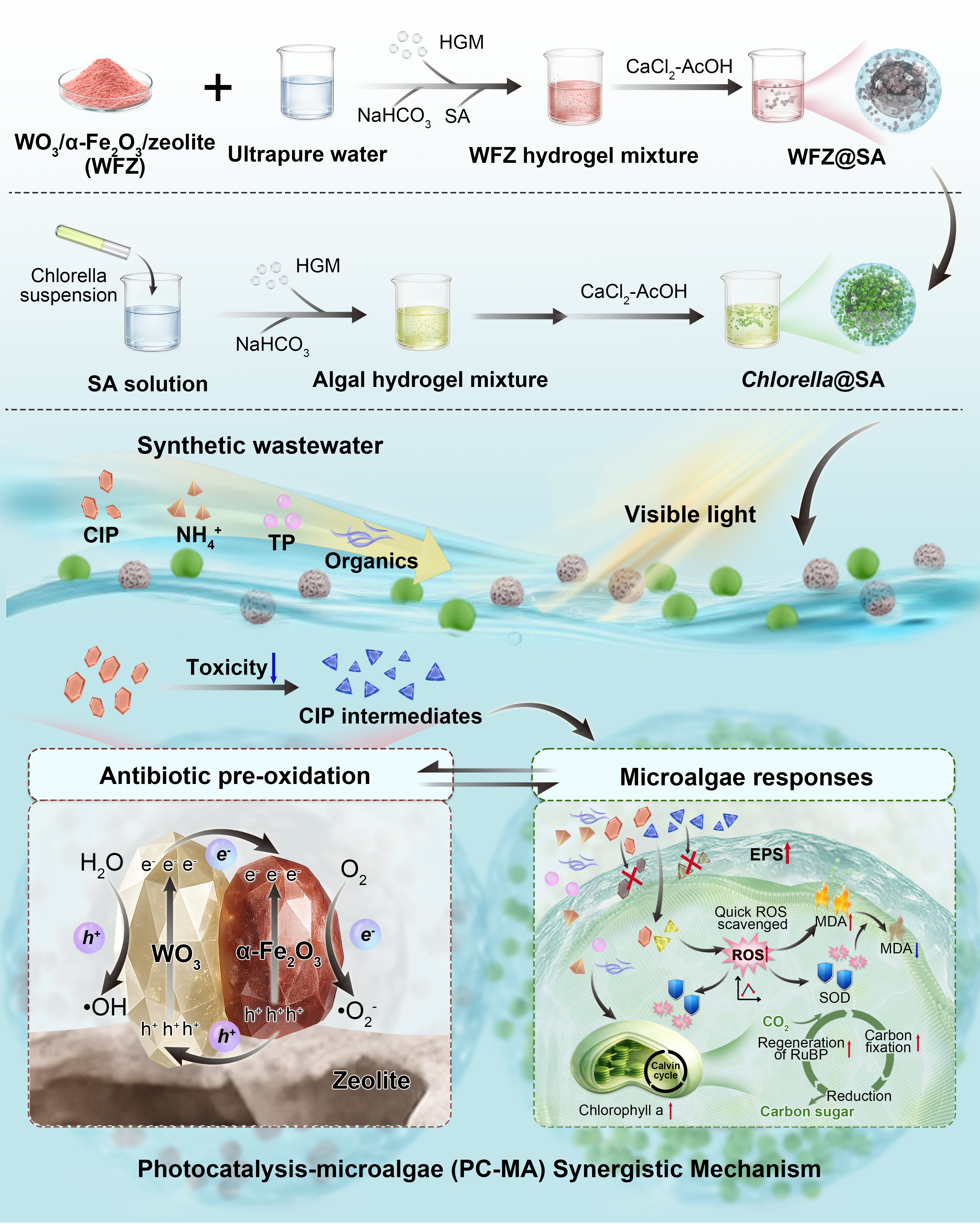 Algae-Bacteria Symbiosis in Treatment Water